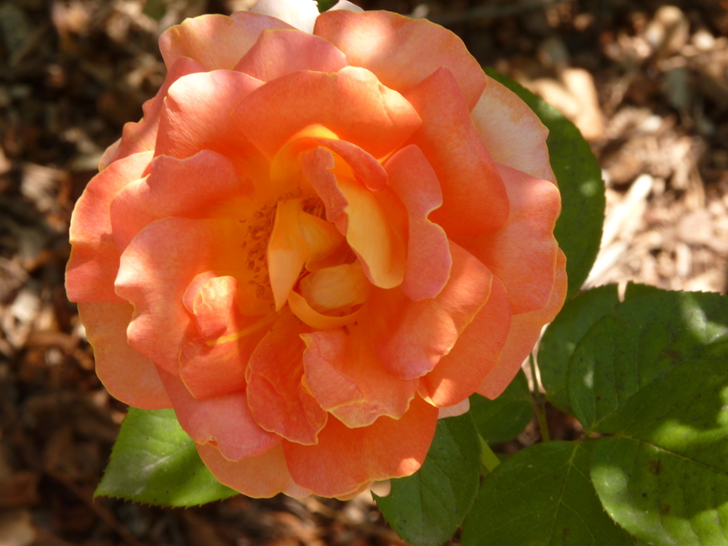 No s'ha trobat l'arxiu